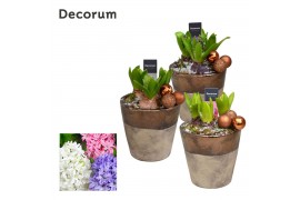 Arrangementen hyacinthus Hyacint Daley HL12372 [SHINY & SPARKLING] 3 p