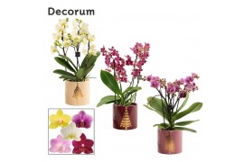 Phalaenopsis multiflora mix Phalaenopsis dazzling melange 3-4 tak in M