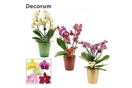 Phalaenopsis multiflora mix Phalaenopsis dazzling melange 3-4 tak in M