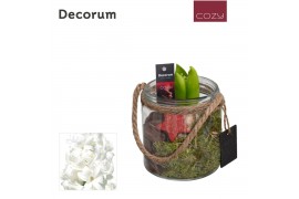 Arrangementen hyacinthus Hyacint Glas met Touw HL13806WP [COZY] 1 pp 3