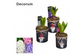 Arrangementen hyacinthus Hyacint Kerstglas met Gnoom HL13142 [PURE] 1 