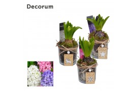 Arrangementen hyacinthus Hyacint Glaasje met kerstlabel HL13122 [PURE]