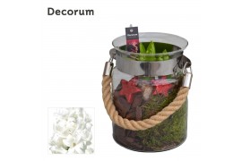 Arrangementen hyacinthus Hyacint Groot Glas met Touw HL13846WP [COZY] 