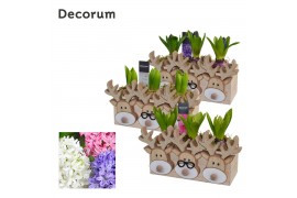 Arrangementen hyacinthus Hyacint Triple Rudolph HL13822 [PURE] 3 pp 90