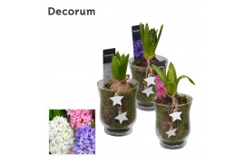 Arrangementen hyacinthus Hyacint Little Rosy HL13072 [PURE] 1 pp 30 bl