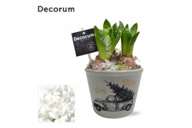 Arrangementen hyacinthus Hyacint Driving Home HL13382WP [BLACK & WHITE