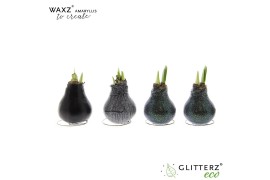 Hippeastrum gewaxt Amaryllis Waxz to Create Black