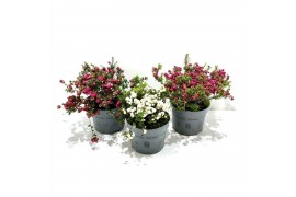 Gaultheria mucronata mixtray met kraag