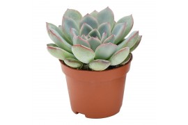 Echeveria aurora