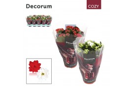 Kalanchoe blossfeldiana gevuld geme Kalanchoe Decorum Cozy - Red and W