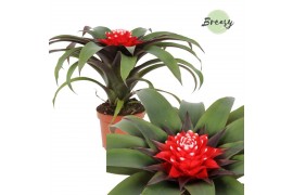 Guzmania priscilla