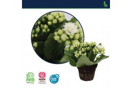 Kalanchoe calandiva wit zonder hoes