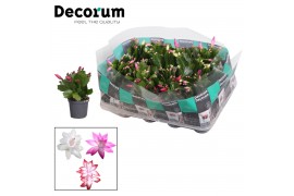 Schlumbergera mix decorum