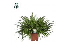 Nephrolepis exaltata green lady Air So Pure