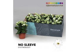 Kalanchoe skydive Kalanchoe No Sleeve - White with Glitter 1 pp