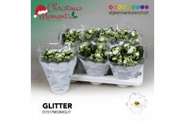 Kalanchoe skydive Kalanchoe Moments - White with glitter 3 pp