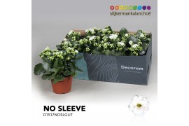 Kalanchoe skydive Kalanchoe No Sleeve - White with glitter 3 pp