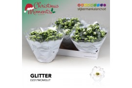 Kalanchoe skydive Kalanchoe Moments - White with glitter 6 pp