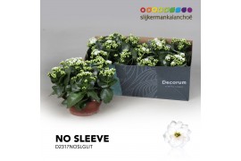 Kalanchoe skydive Kalanchoe No Sleeve - White with glitter 6 pp