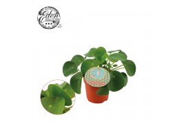 Pilea peperomoides + duits etiket