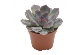 Echeveria summer