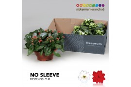 Kalanchoe blossfeldiana gevuld geme Kalanchoe No sleeve - Christmas Mi