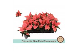 Euphorbia pul. pink champagne Zonder Hoes