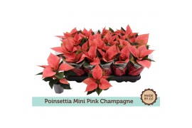 Euphorbia pul. pink champagne