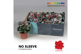 Kalanchoe secret Kalanchoe No Sleeve - Red with Snow and Glitter 1 pp