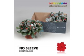 Kalanchoe secret Kalanchoe No Sleeve - Red with Snow and Glitter 6 pp