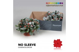 Kalanchoe secret Kalanchoe No Sleeve - Red with snow 6 pp