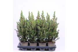 Picea glauca conica