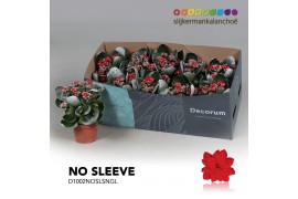 Kalanchoe secret Kalanchoe No Sleeve - Red with snow and glitter 1 pp