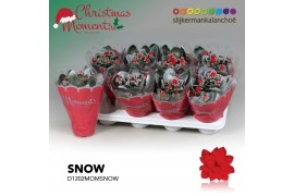 Kalanchoe secret Kalanchoe Moments - Red with Snow 1 pp