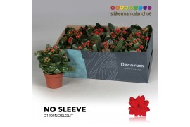 Kalanchoe secret Kalanchoe No Sleeve - Red with glitter 1 pp