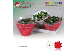 Kalanchoe blossfeldiana gevuld geme Kalanchoe Moments - Christmas Mome