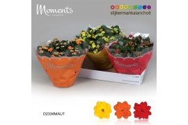 Kalanchoe calandiva mix moments