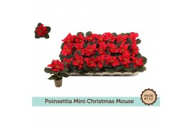 Euphorbia pul. christmas mouse Zonder Hoes