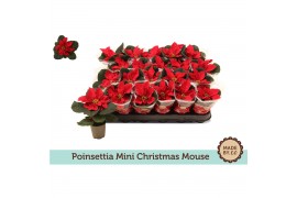 Euphorbia pul. christmas mouse