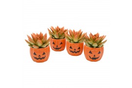 Echeveria miranda coloured festival orange in Happy Jack ceramics