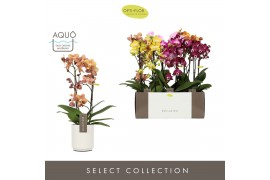 Phalaenopsis multiflora mix Exclusivo Mix 2 spike in Molise White Aquo