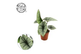 Alocasia platinum