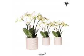 Phalaenopsis wit Kolibri Orchids Phalaenopsis Ghent in Diamond Pearl t