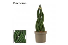 Sansevieria cylindrica braid decorum