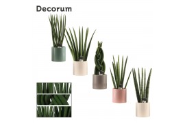 Sansevieria cylindrica mix in diana deco decorum