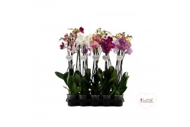 Phalaenopsis mix 2 tak - 75/80cm