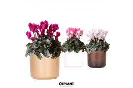 Cyclamen pers. midi Cyclamen mix in Simplicity pot copper gold white m