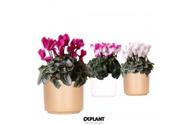 Cyclamen pers. midi Cyclamen mix in Simplicity pot mix 27 cm diameter 