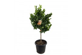 Citrus microcarpa calamondin op stam