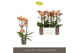 Phalaenopsis multiflora oranje Exclusivo Monaco Gold 2 spike